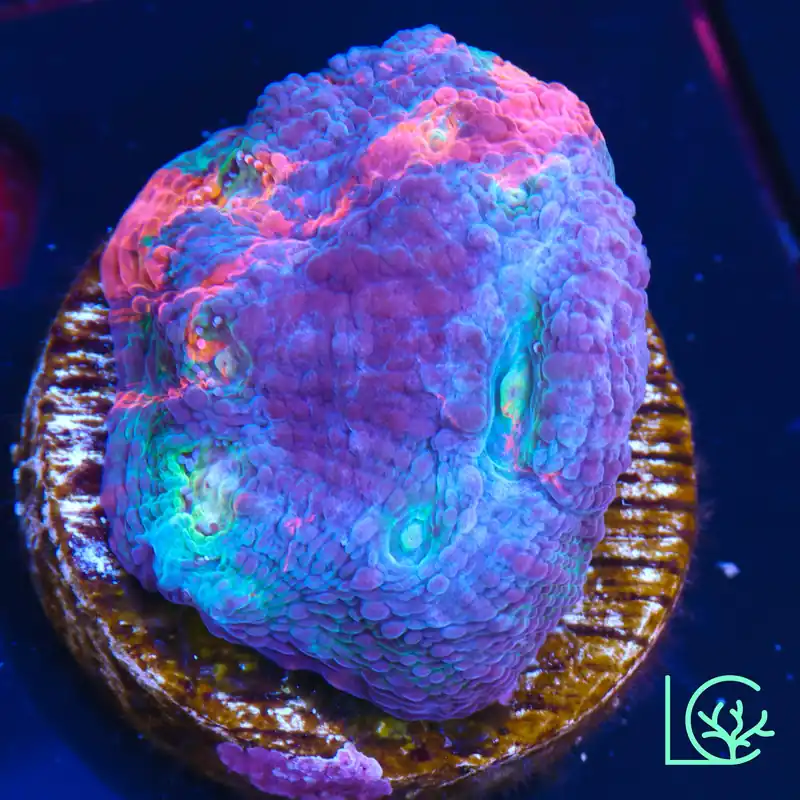 CB Aurora Lights WYSIWYG - Lush