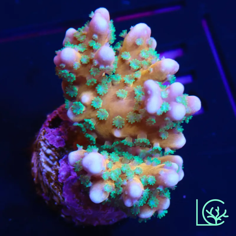 RRC Tropicana Anacropora WYSIWYG - Lush