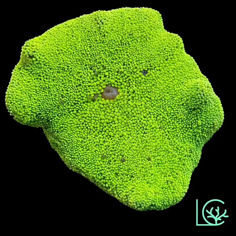 Neon Green Carpet Anemone WYSIWYG - Lush
