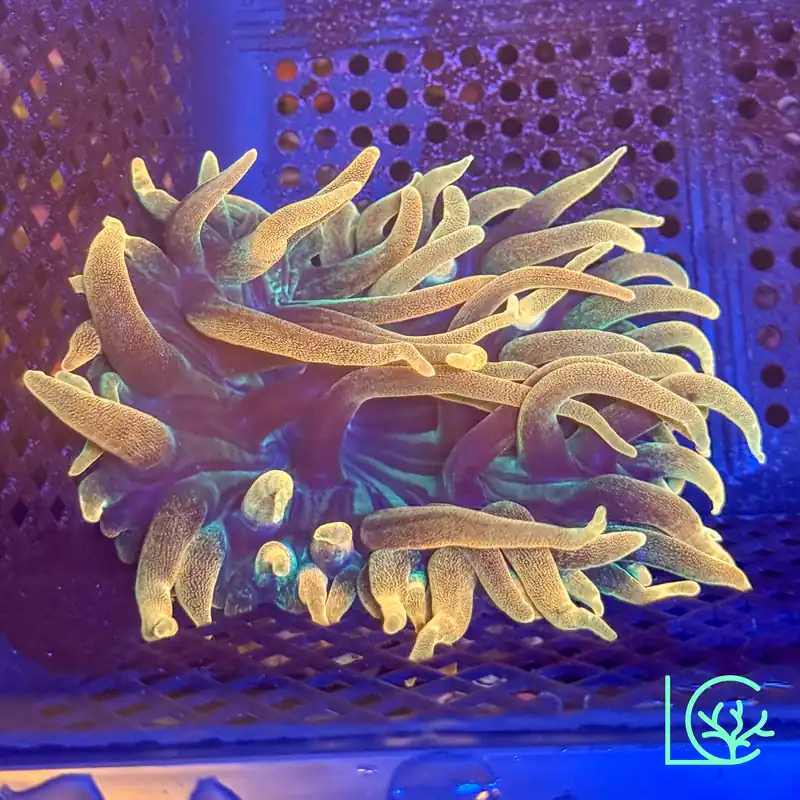 Colorado Sunburst Anemone WYSIWYG - Lush