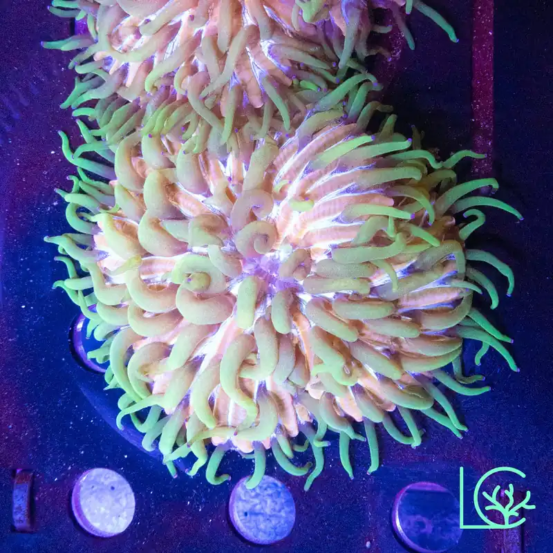 Large LC Aquaman Plate WYSIWYG - Lush