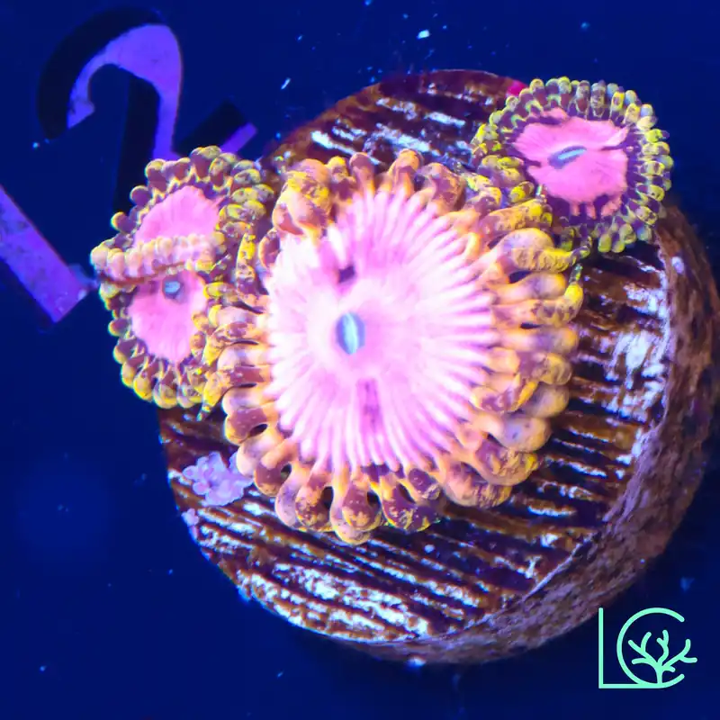 Pink Diamond Zoa WYSIWYG - Lush
