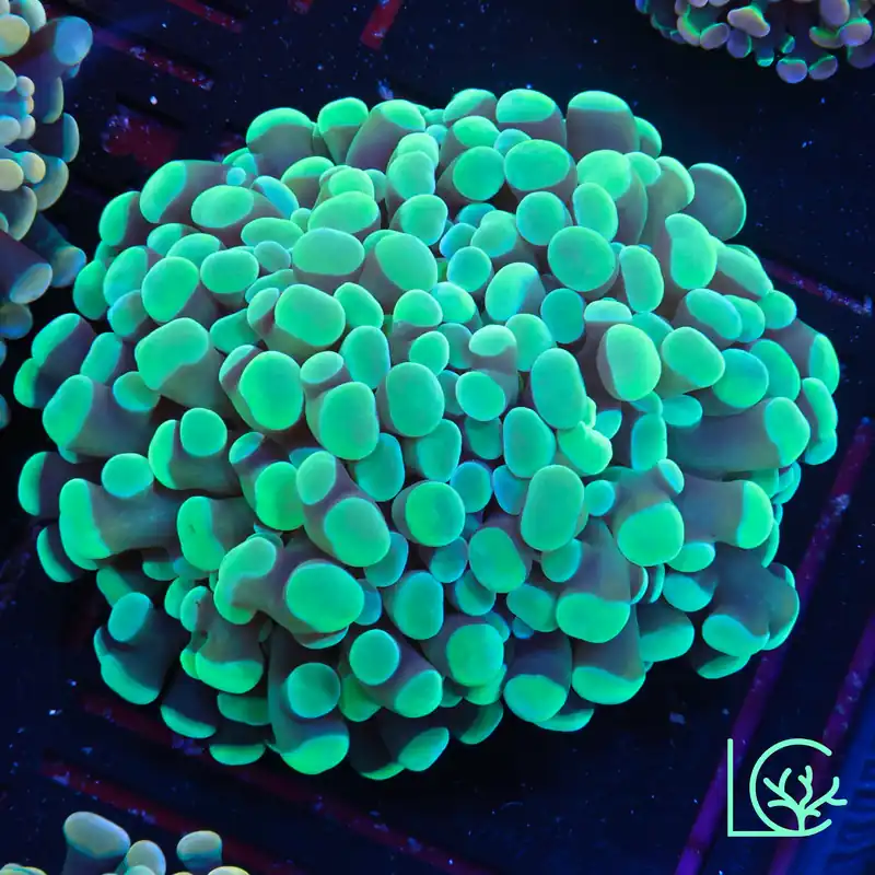 LC Limeaide Hammer WYSIWYG - Lush