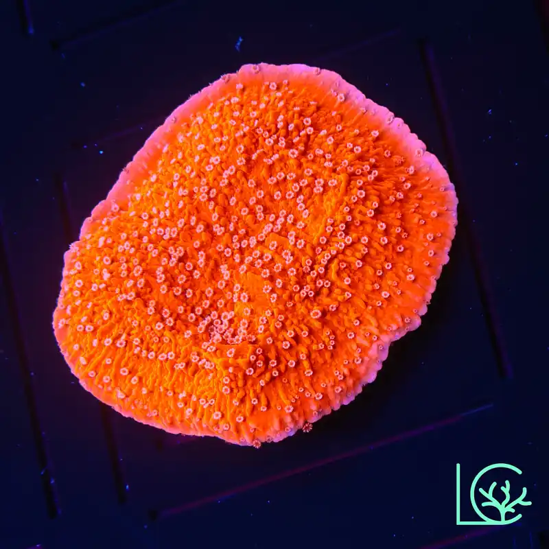 Red Monti Cap WYSIWYG - Lush
