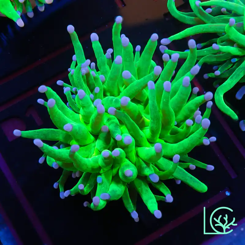 Blue Tip Holy Grail Torch WYSIWYG - Lush