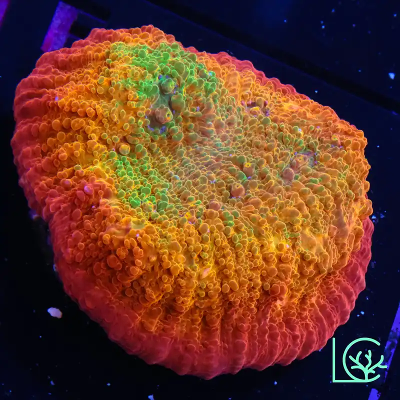 LC Psychadelic Chalice WYSIWYG - Lush