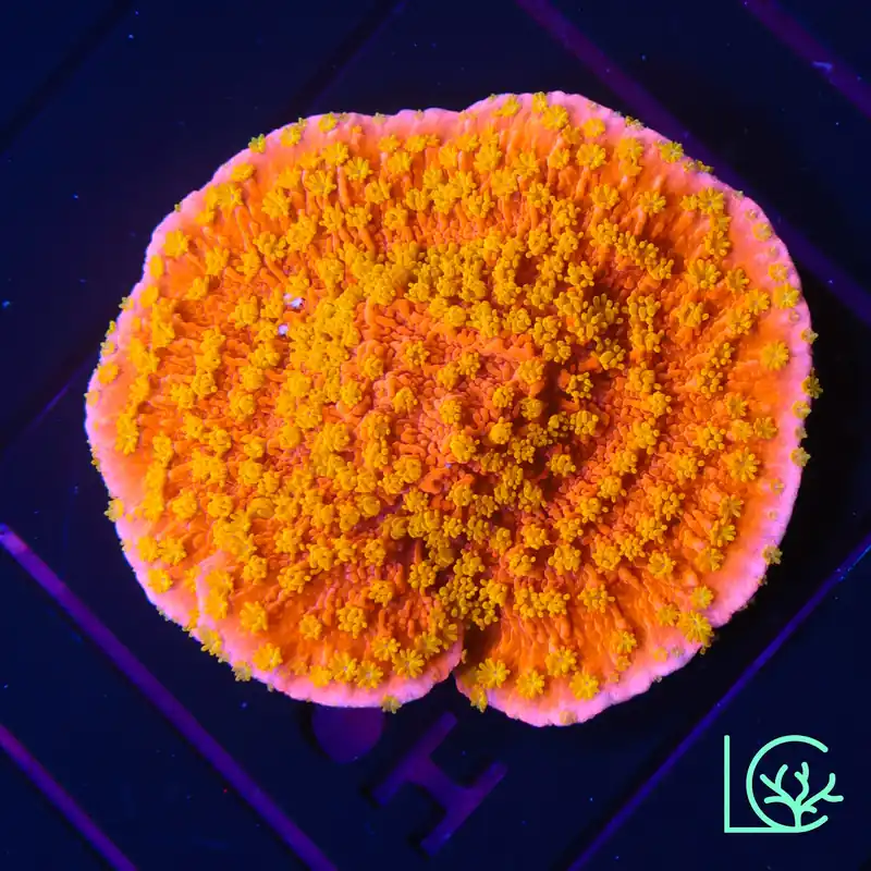Sunburst Monti WYSIWYG - Lush