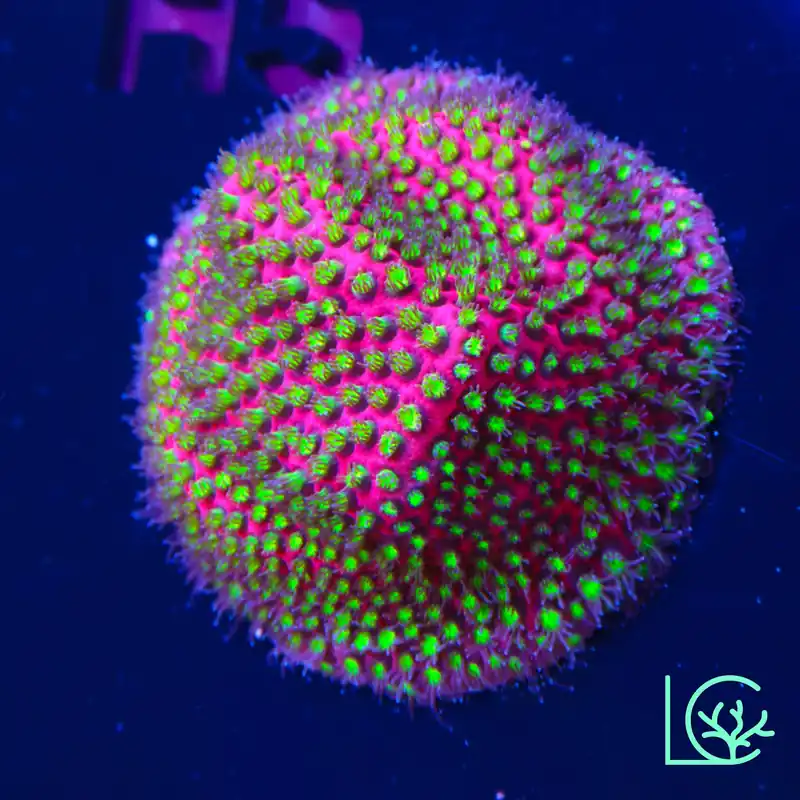 Electric Daisy Stylo WYSIWYG - Lush