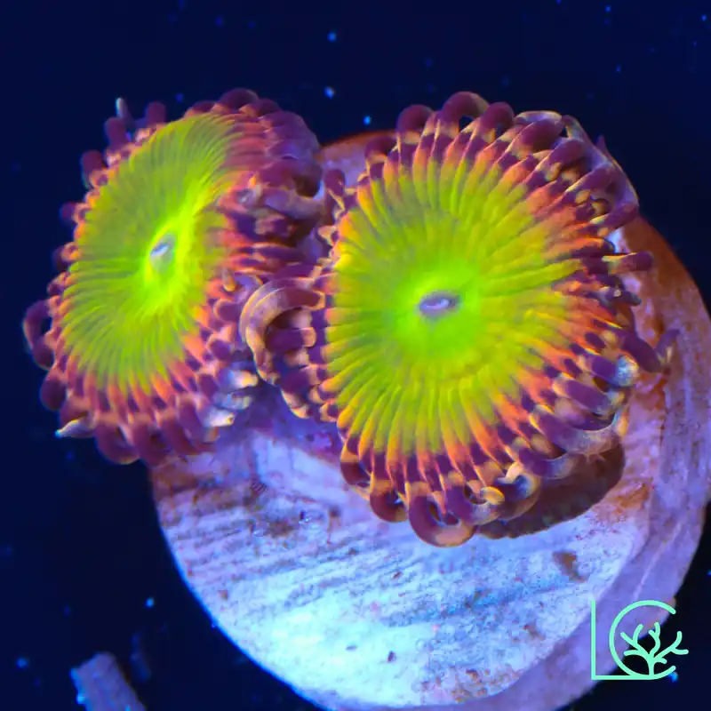 GB Rainbow Troll Zoa WYSIWYG - Lush