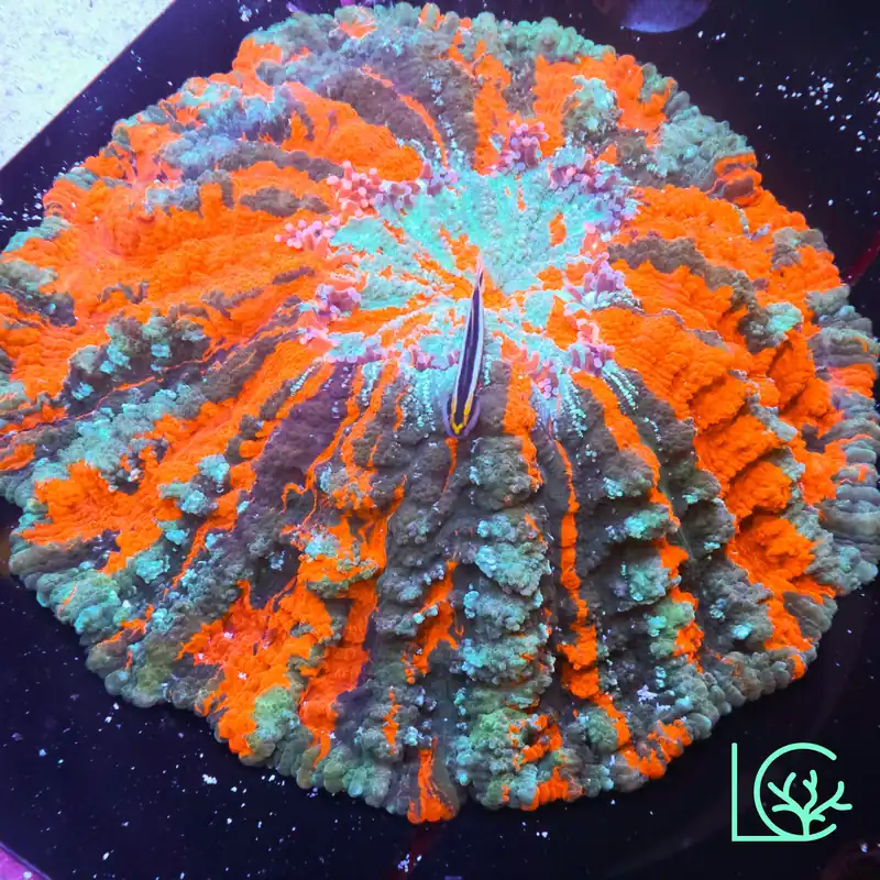 Solar Flare Pinstripe Acantho WYSIWYG - Lush