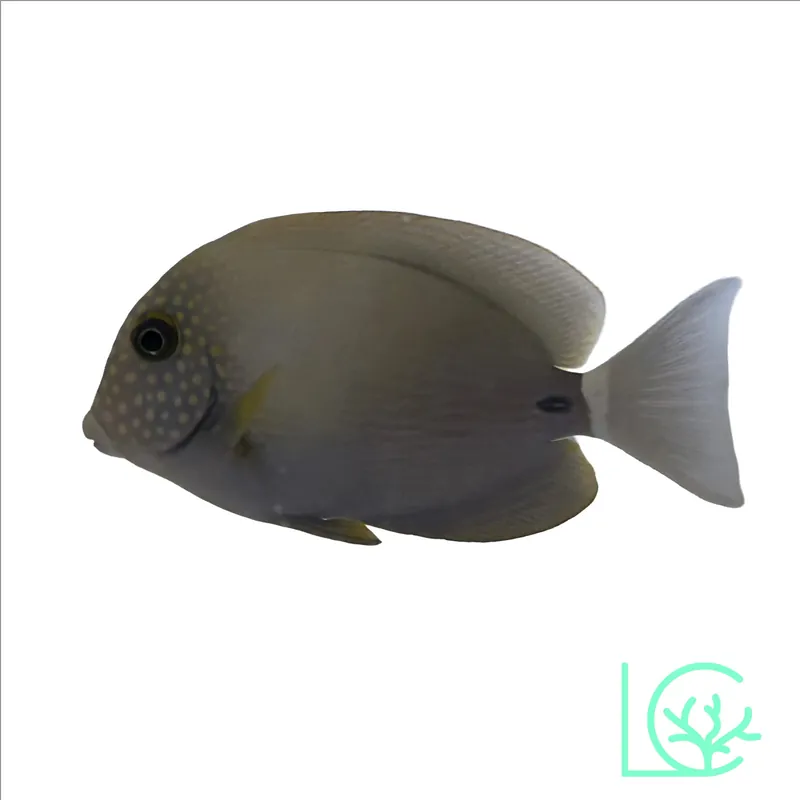 Freckled Tang - Lush