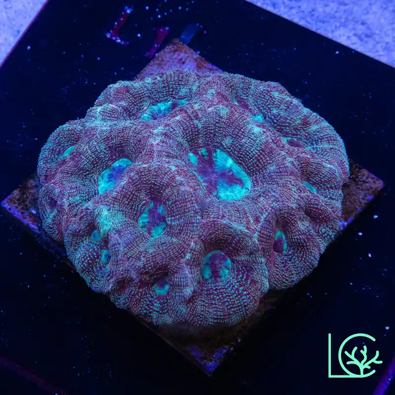 Bowerbanki Colony WYSIWYG - Lush