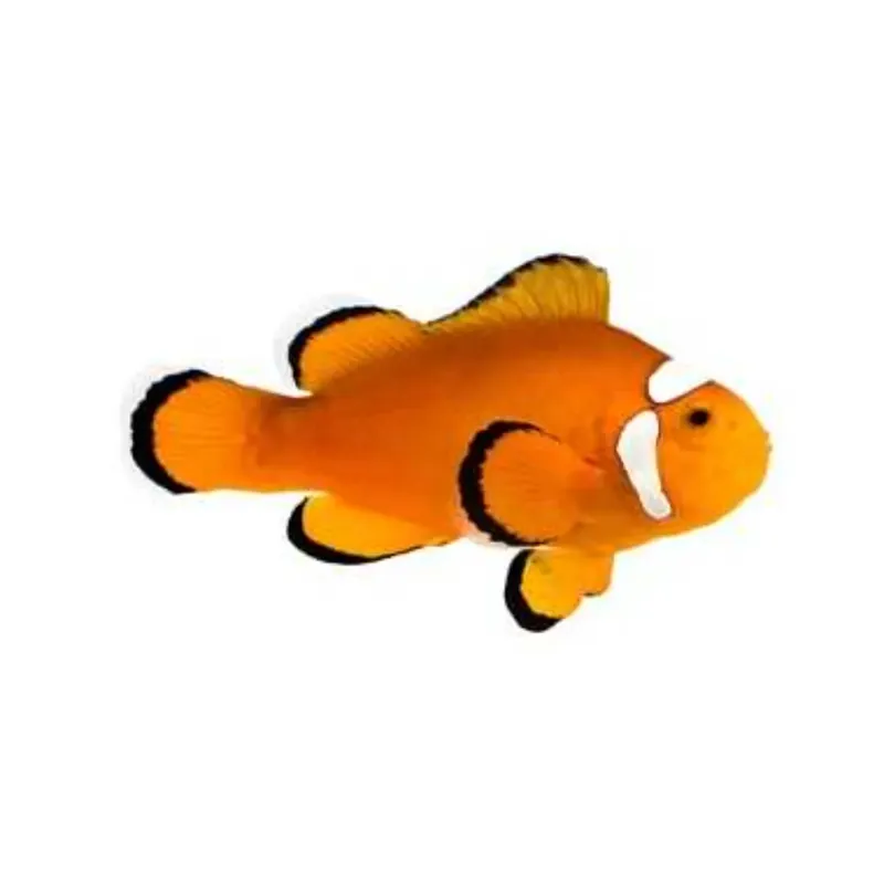 Extreme Misbar Clownfish - Proaquatix