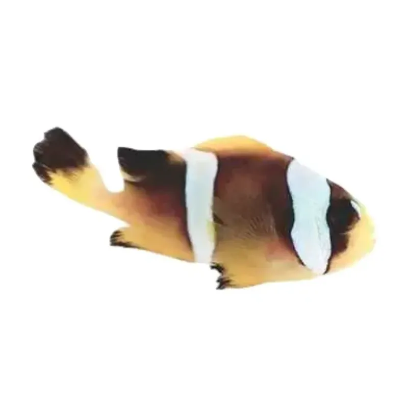 Pearl Eye Bicinctus Clownfish - Proaquatix