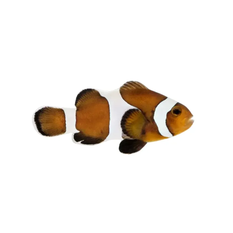 Mocha Ocellaris Clownfish - Proaquatix