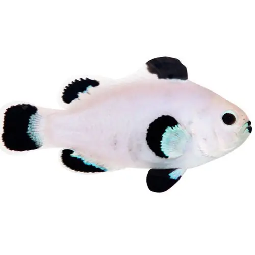 Orange Snow Storm Clownfish - Proaquatix