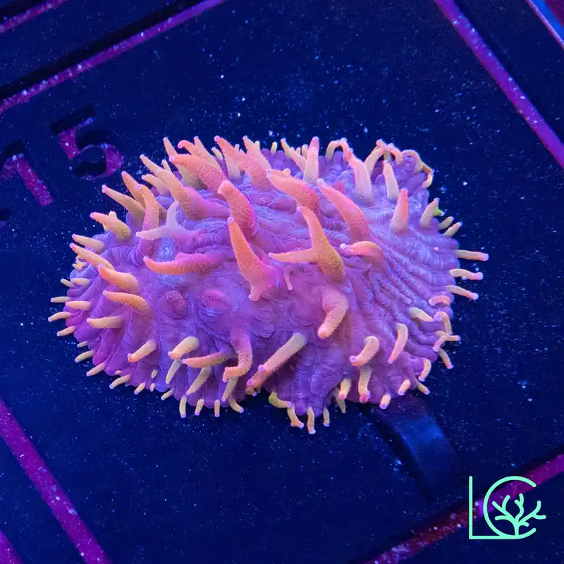 LC Lava Girl Plate WYSIWYG - Lush