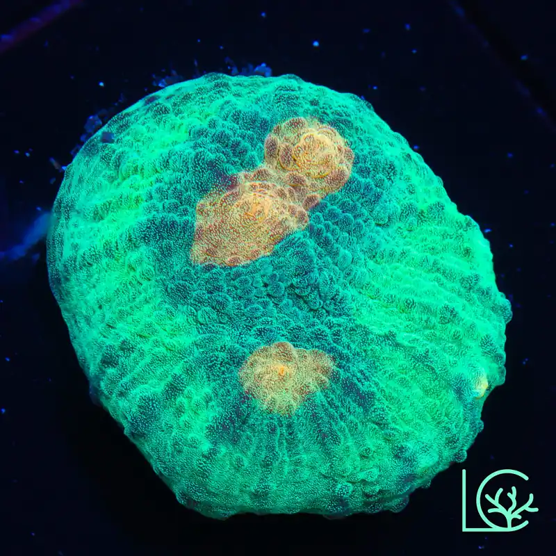 TSA Space Dune Chalice WYSIWYG - Lush