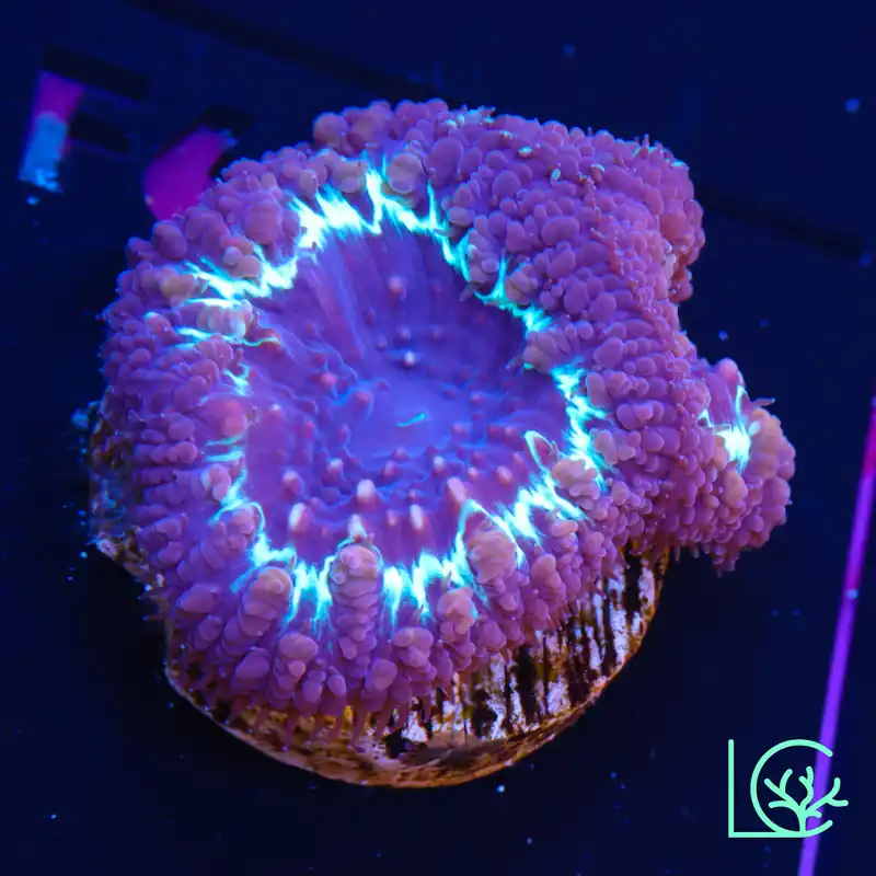 Frostbite Blasto WYSIWYG - Lush