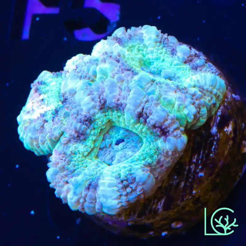 Pastel Micromussa WYSIWYG - Lush