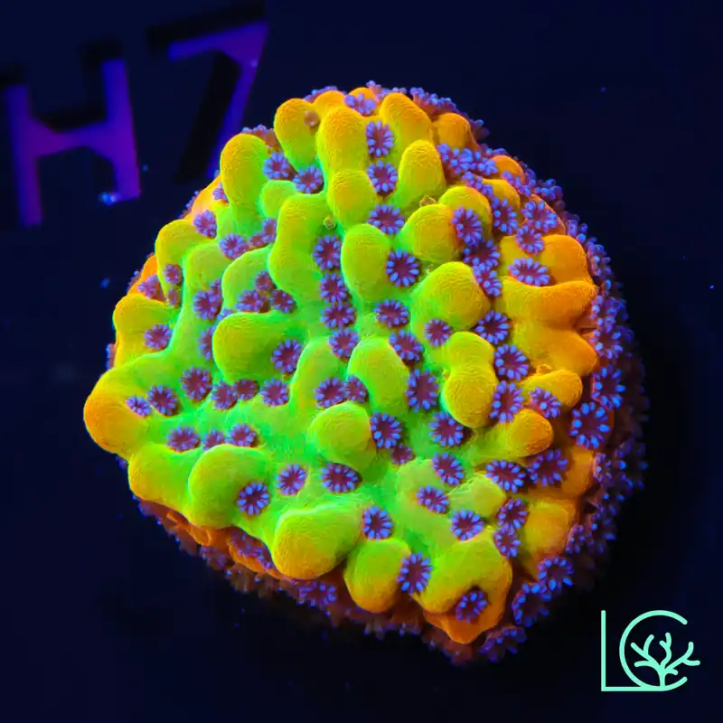 TSA Beast Montipora WYSIWYG - Lush