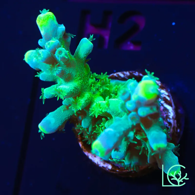 ORA Frogskin Acropora WYSIWYG - Lush