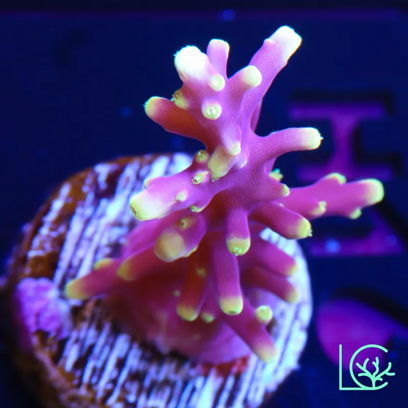 Little Red Ferrari Anacropora WYSIWYG - Lush