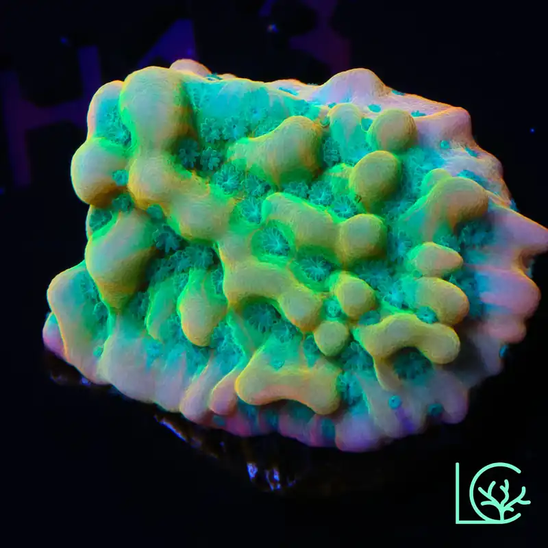 JF Beach Bum Montipora WYSIWYG - Lush