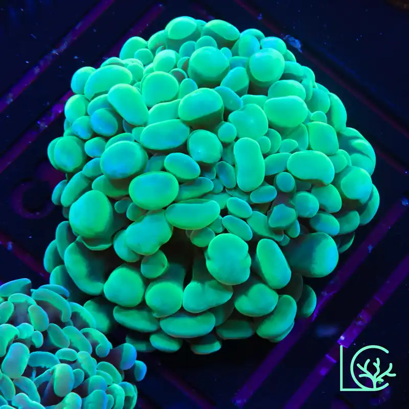 LC Keylime Hammer WYSIWYG - Lush