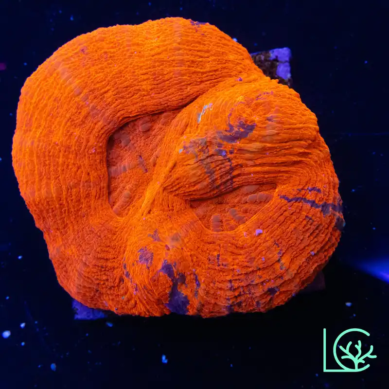 Double Red Hot Scoly WYSIWYG - Lush