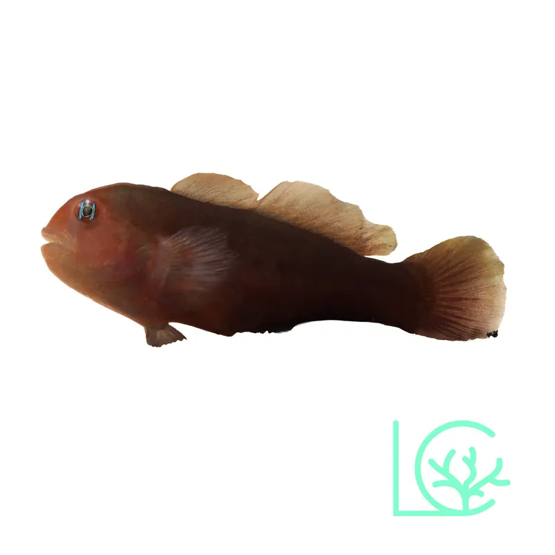 Black Clown Goby - Lush