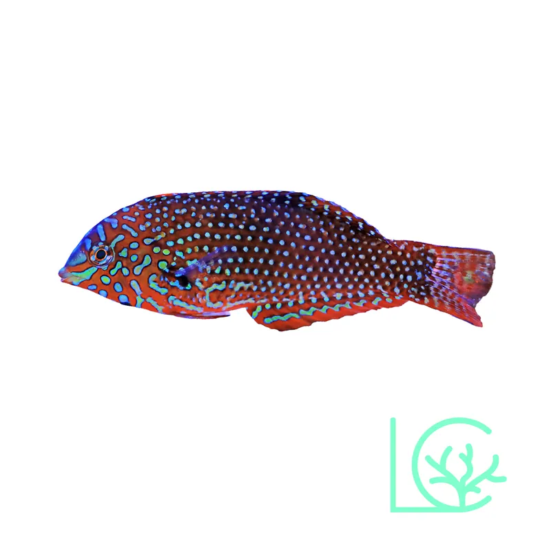Ornate Leopard Wrasse - Lush