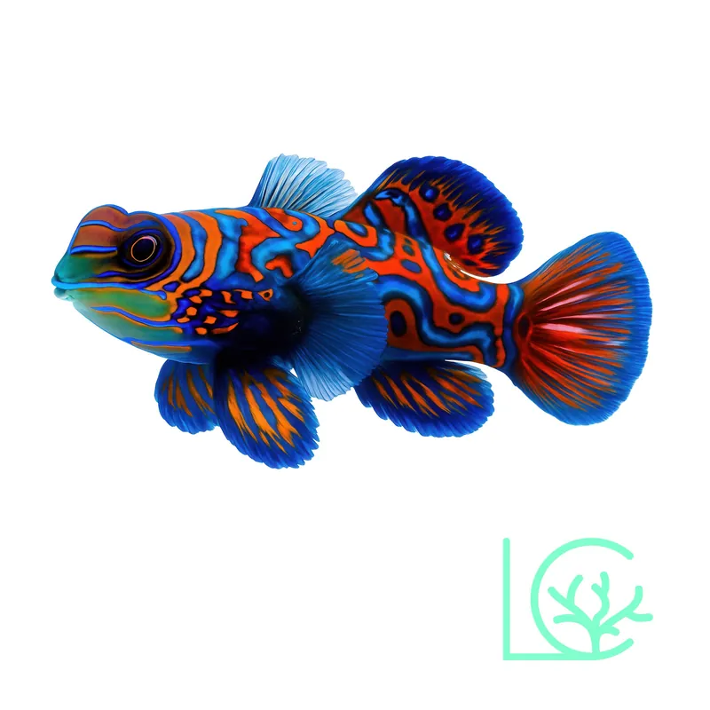 Biota Captive Bred Blue Mandarin - Lush