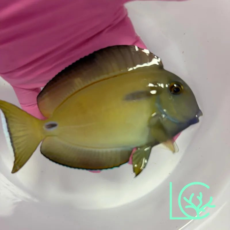 Lieutenant x Orange Shoulder Hybrid Tang - Lush