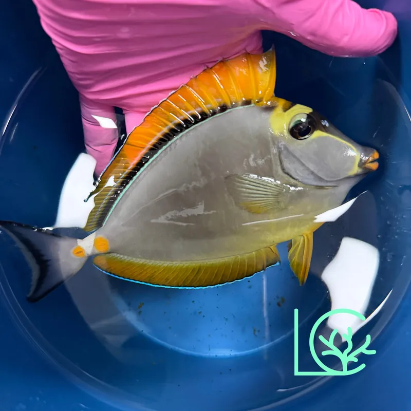 Blonde Naso Tang XL WYSIWYG - Lush
