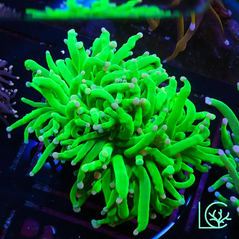 Pink Tip Holy Grail Torch WYSIWYG - Lush