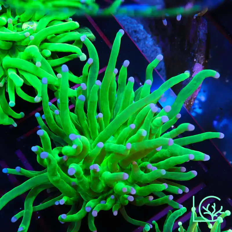Blue Tip Holy Grail Torch WYSIWYG - Lush