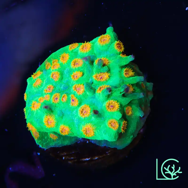 Reptar Cyphastrea WYSIWYG - Lush