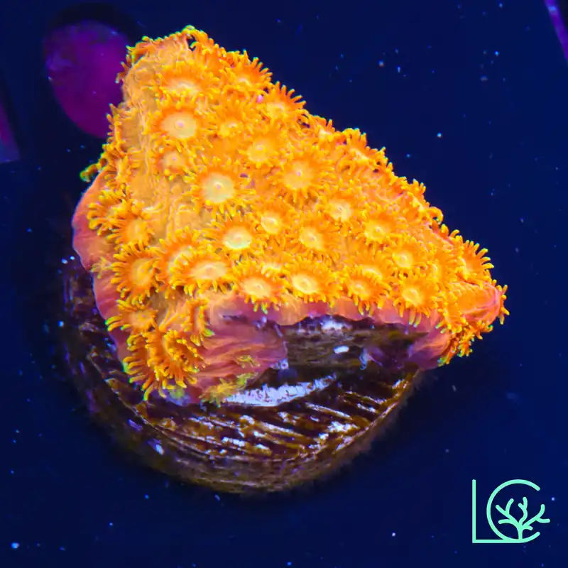 Citrus Swirl Cyphastrea WYSIWYG - Lush