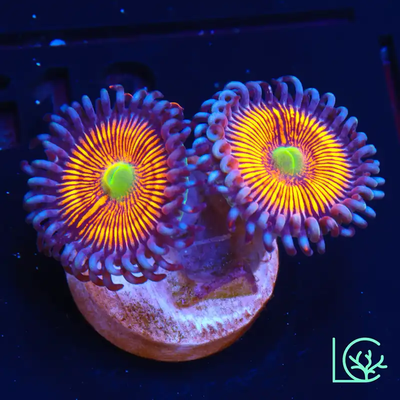 Gobstopper Zoa WYSIWYG - Lush