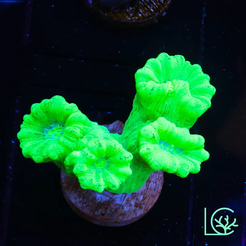 LC Toxic Yellow Candy Cane Trumpet WYSIWYG - Lush