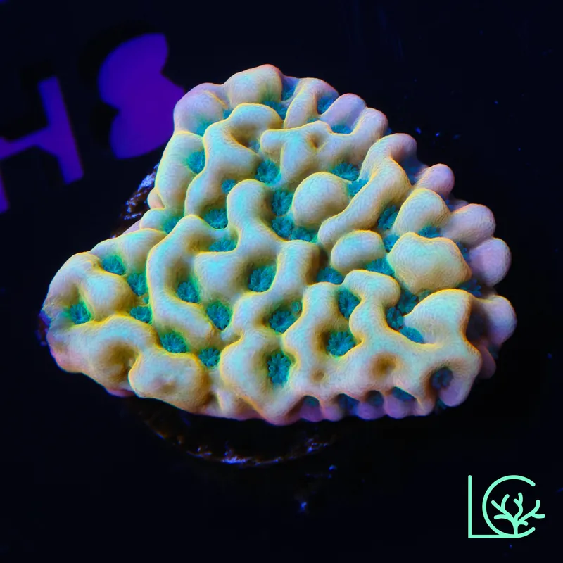 JF Kung Pow Montipora WYSIWYG - Lush