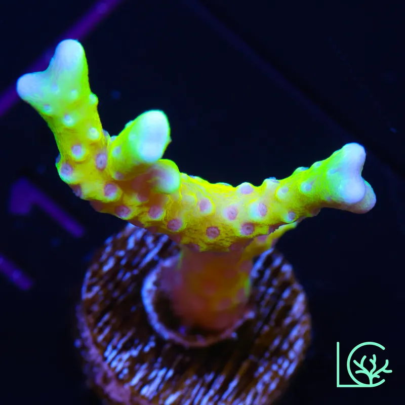 RRC Golden Rod Anacropora WYSIWYG - Lush