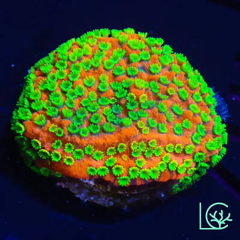 Mystic Sunset Montipora WYSIWYG - Lush