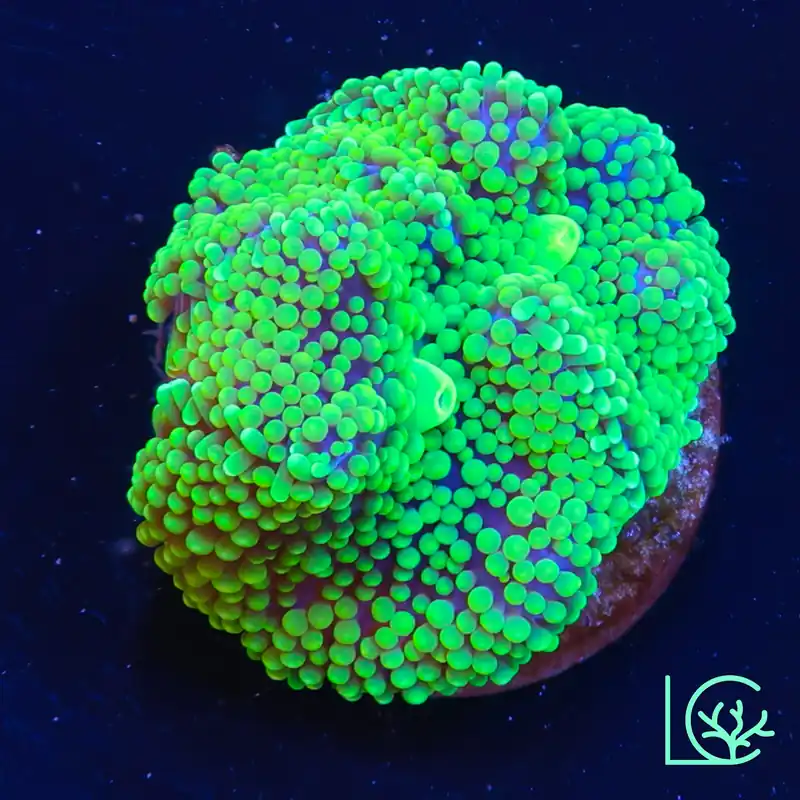 Green Ricordea WYSIWYG - ORA
