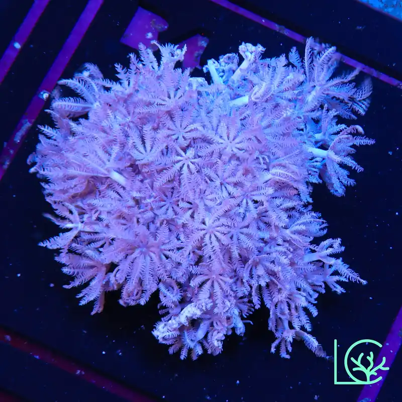 TSA Big Bang Favia WYSIWYG - Lush