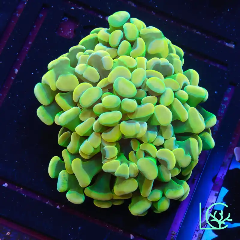 True Holy Grail Splatter Hammer WYSIWYG - Lush
