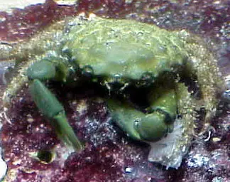 Emerald Crab - Mithrax sculptus