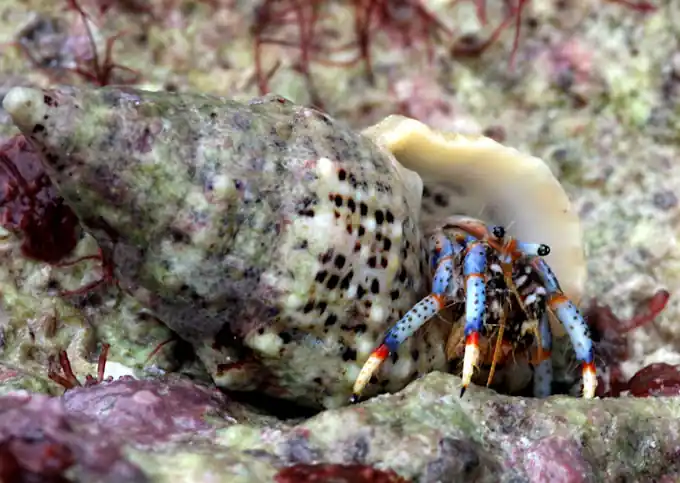 Blue Leg Hermit Crab, Medium - Clibanarius tricolor - 12 and 50 Lots