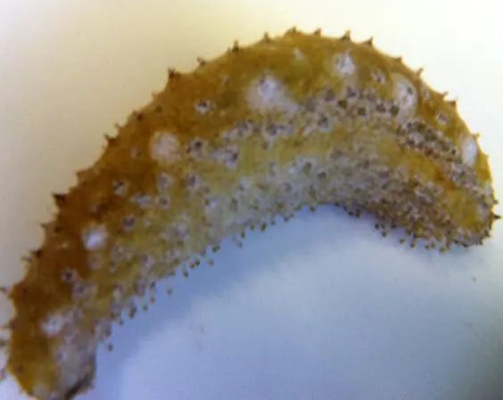 Golden Sea Cucumber, - Holothuria cubana -